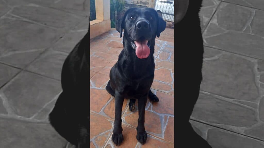 “Labradora” procura pelos donos em PG