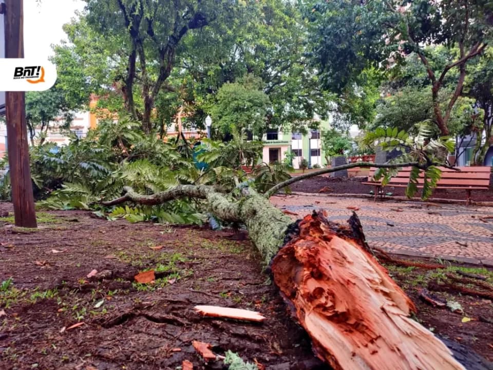 Temporal derruba árvores no centro de Ponta Grossa