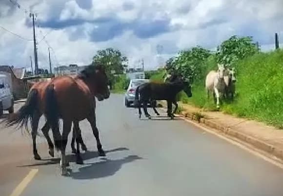 Mesmo após acidente grave, cavalos continuam soltos pelas ruas do Costa Rica em PG