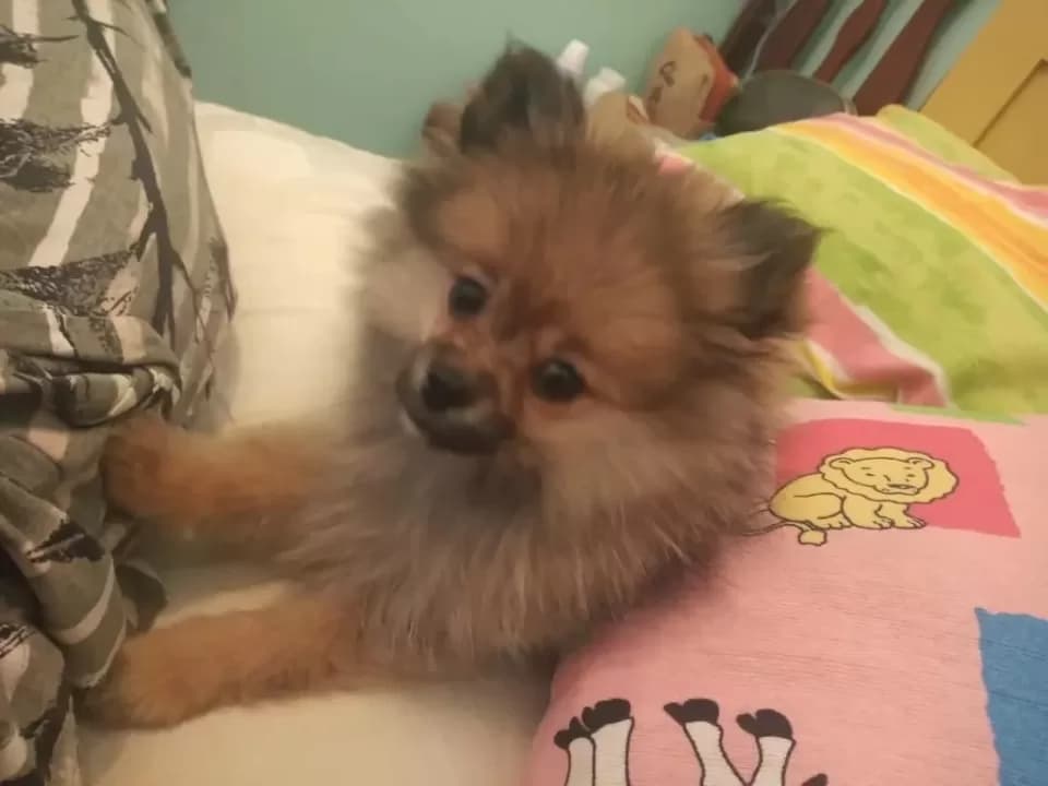 Família oferece recompensa por cachorrinha que desapareceu em PG