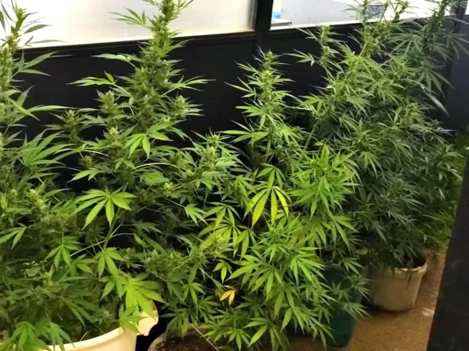 Juiz autoriza paciente a plantar maconha em casa para uso medicinal