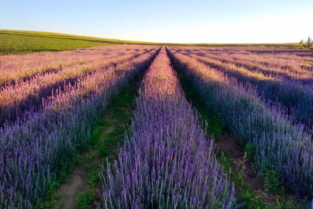 Turismo rural: governador sanciona lei que cria a Rota da Lavanda no Paraná