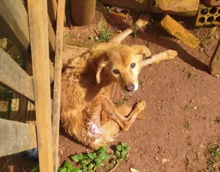Idoso é preso por maus-tratos à cães em bairro de PG. Um dos animais estava morto