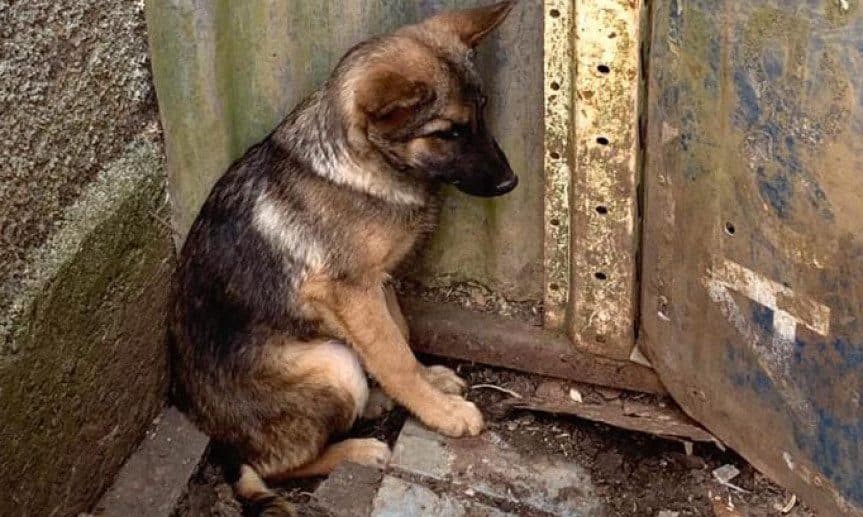 No mês de combate à crueldade animal, saiba como denunciar maus-tratos