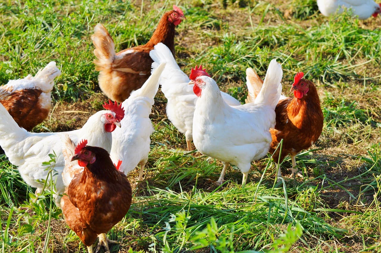 bem-estar-das-galinhas-comportamento-natural