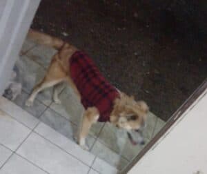 Cachorro é encontrato na Av Carlos Cavalcanti