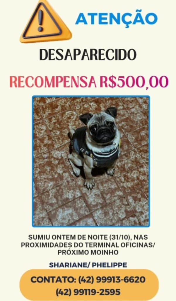 Família oferece recompensa por cachorro desaparecido em Ponta Grossa