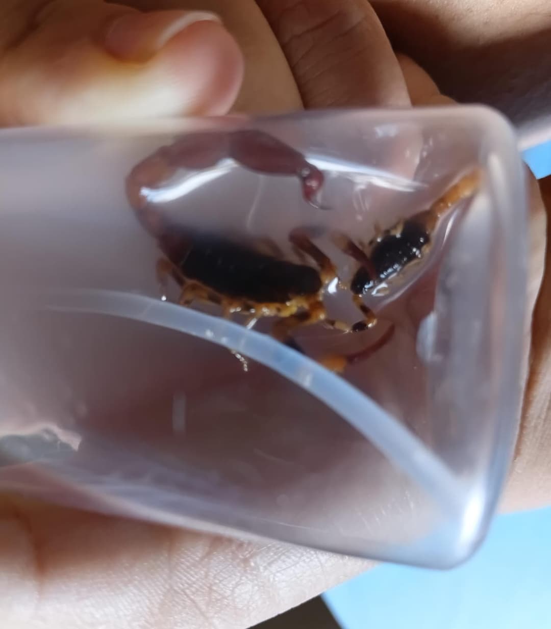 animais peçonhentos