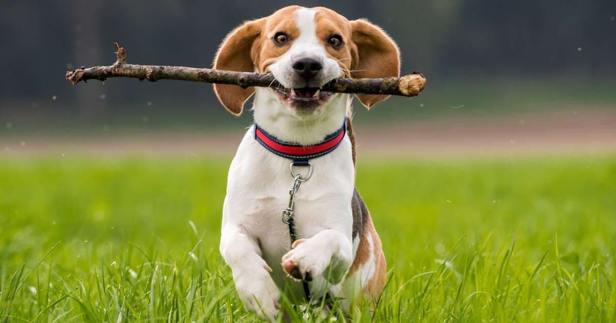 5 cuidados para viajar com pets no verão