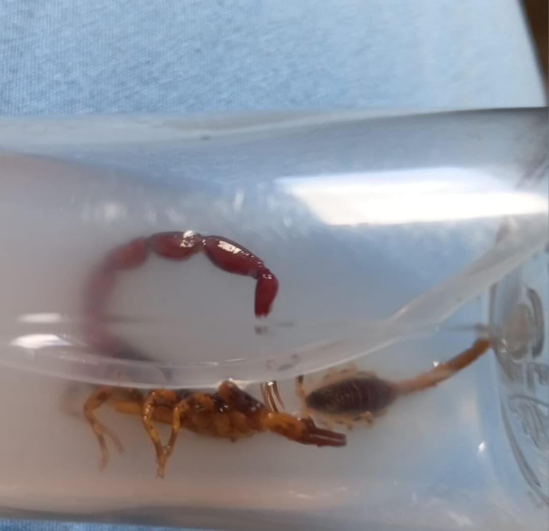 animais peçonhentos