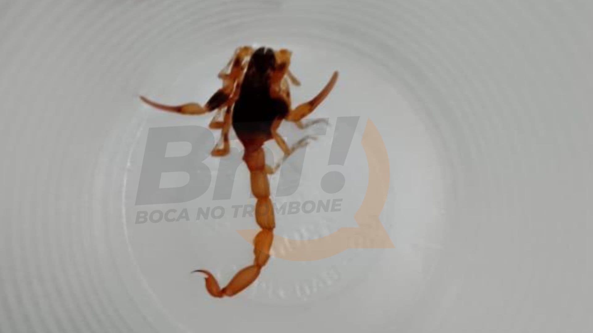 Homem é picado por escorpião ao vestir calça dentro de casa em PG