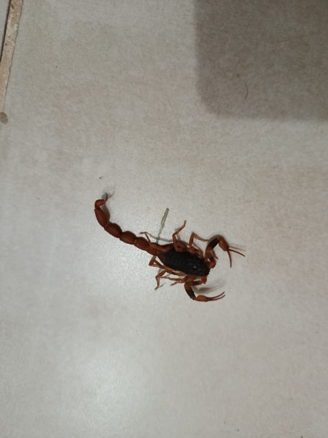 animais peçonhentos