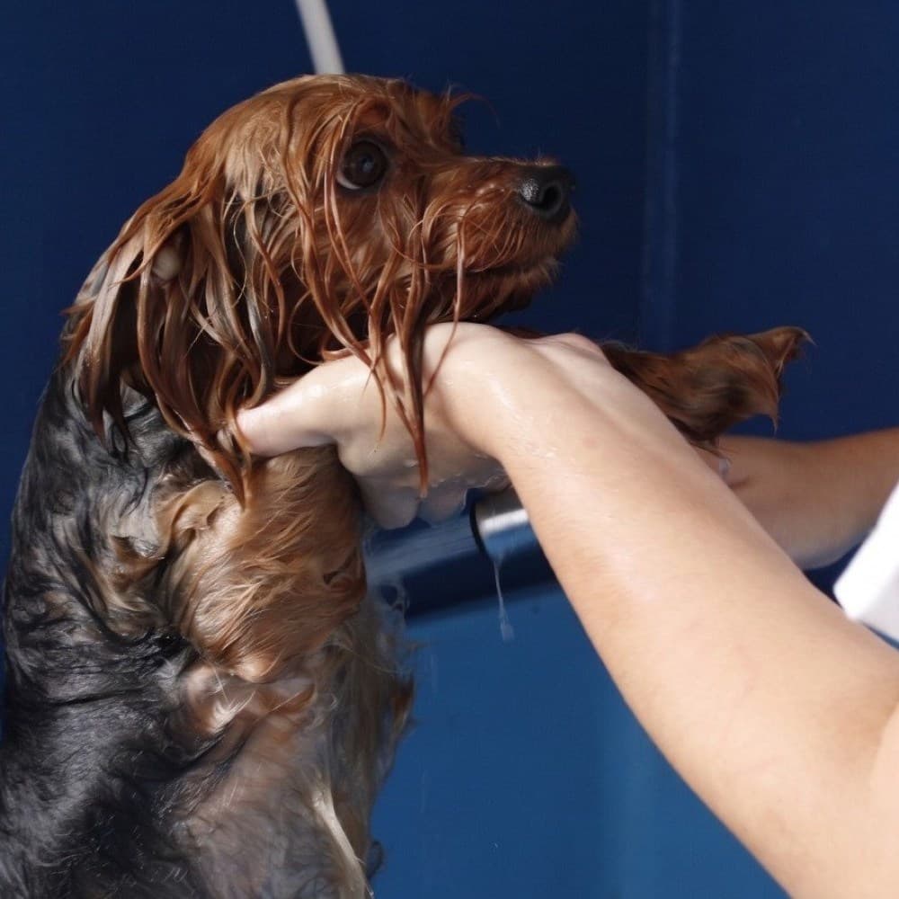 Guia de inverno para pets: cuidados essenciais com cães e gatos