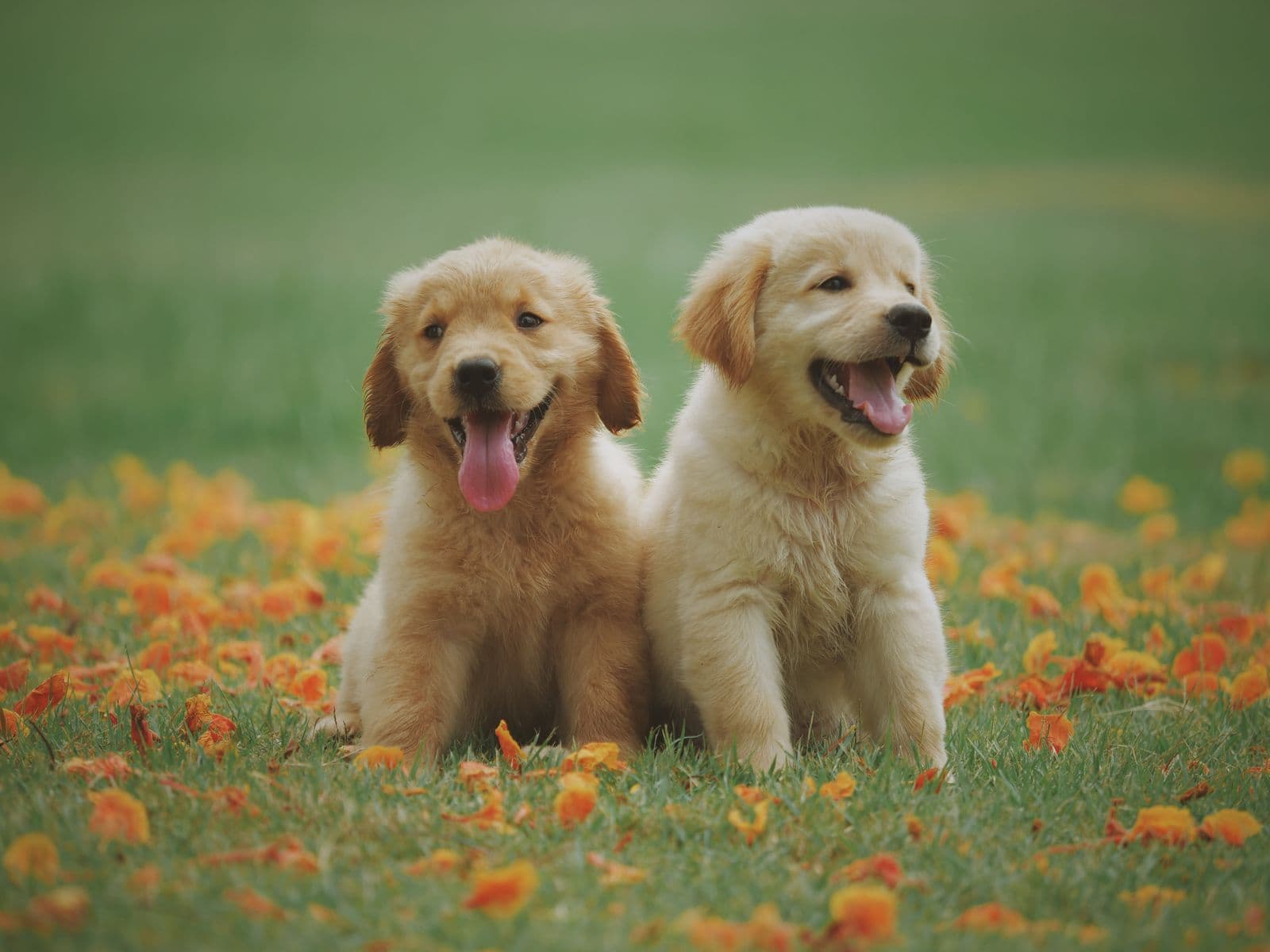 Cachorro medo fogos: dicas para acalmar e proteger