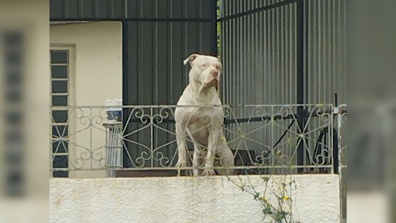 Pit bull assusta pedestres e preocupa moradores na Colônia Dona Luiza