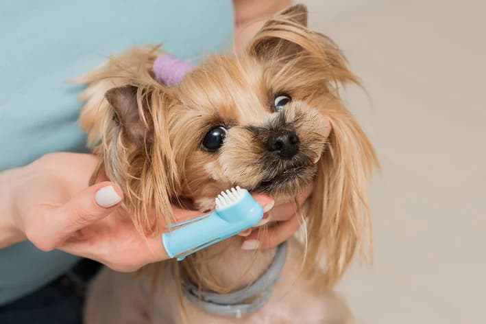 Como escovar os dentes do cachorro: passo a passo
