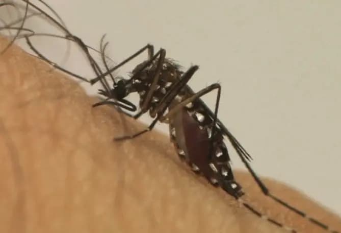 Paraná registra mais 119 casos e uma morte por dengue