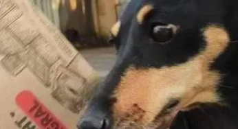 Família procura por cão que fugiu na virada do ano