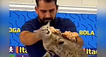 Acusado de maltratar gato em coletiva na Copa, diretor da CBF é demitido