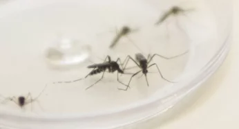 Saúde de Tibagi instala armadilhas para o combate do mosquito da dengue no município