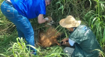 Lobo-guará é resgatado após ser atropelado em rodovia da região