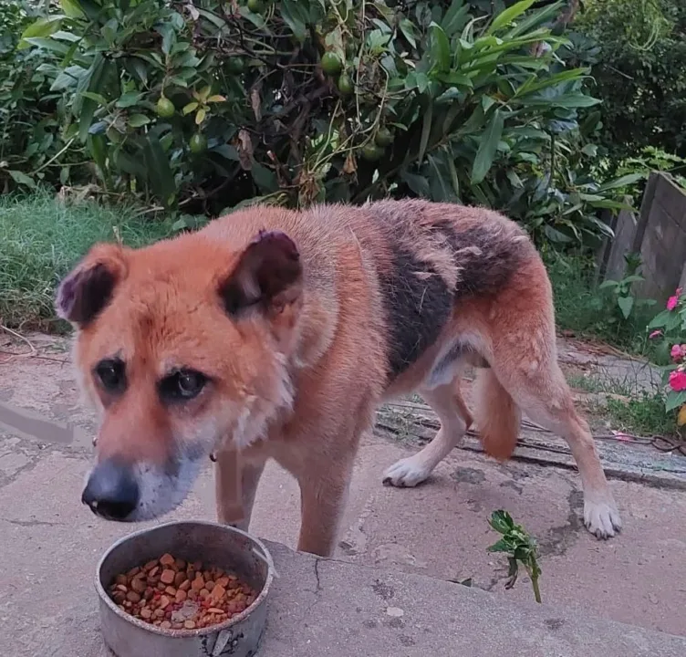 Cão Vitório de 15 anos está desaparecido desde terça-feira (11)