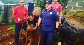 Cadela fica presa em cano por mais de 20h e é resgatada pelos Bombeiros na região