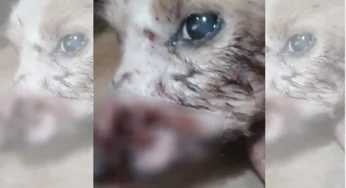 Família pede ajuda para tratamento de cachorra que foi atacada