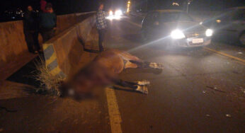Cavalo solto provoca acidente grave em Uvaranas