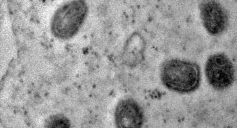 OMS declara fim da emergência de saúde da varíola dos macacos