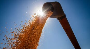 Conab estima produção de grãos em 315,8 milhões de toneladas