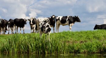 Pecuária paranaense adota tecnologias de ponta para produzir carne de alta qualidade