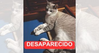 Gato em tratamento desaparece em PG e dona pede ajuda para encontrá-lo