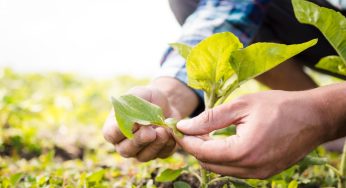 Agricultura: produtores perdem até 15% da safra por problemas com temperatura e umidade