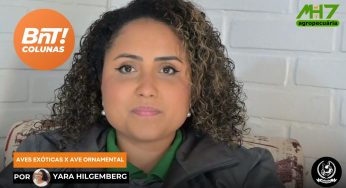 Diferenças entre aves exóticas e aves ornamentais