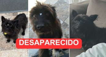 Cão desaparece no Núcleo Pimentel e família pede ajuda para encontrar