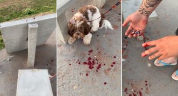 Cachorrinha sofre acidente em praça de PG e donos exigem justiça