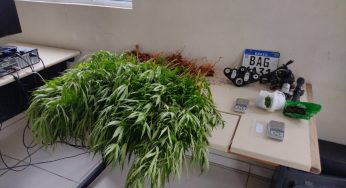 Polícia Militar localiza plantação com 77 pés de maconha em PG
