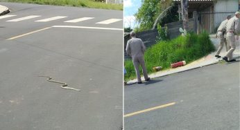 Cobra é encontrada próximo ao Lago de Olarias e assusta moradores
