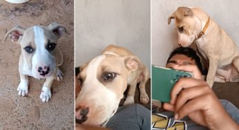 Filhote de cachorro desaparece no Cará Cará e família pede ajuda para encontrar