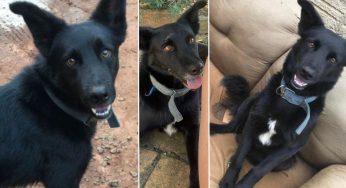 Cachorro desaparece no Sabará e dono pede ajuda para encontrar
