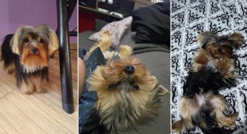 Cão desaparece no Nova Rússia e família pede ajuda para encontrar