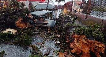 Árvore cai na BR-376, motorista colide e fica ferida em Ponta Grossa