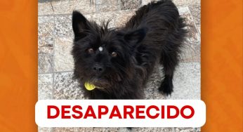 Família procura por cão que desapareceu em bairro de PG