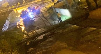 Pinheiro cai após forte chuva e interdita rua em bairro de PG