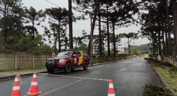 Pinheiro inclinado no Órfãs ameaça cair e bombeiros bloqueiam rua
