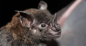 Controle de Zoonose de Tibagi alerta sobre 2 novos casos de morcegos positivos para raiva