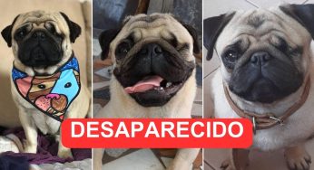Família busca cachorro desaparecido no Nova Rússia e pede ajuda para encontrar