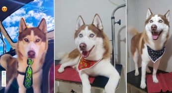 Cachorro desaparece em Uvaranas e tutora pede ajuda para encontrar