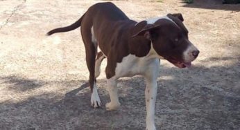 Cão desaparece na vila Marina e tutora pede ajuda para encontrar